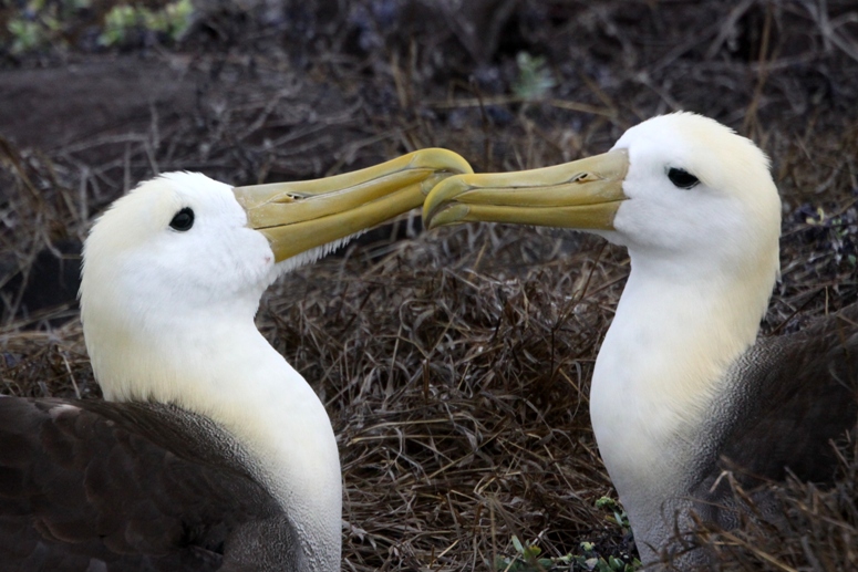 galapagos